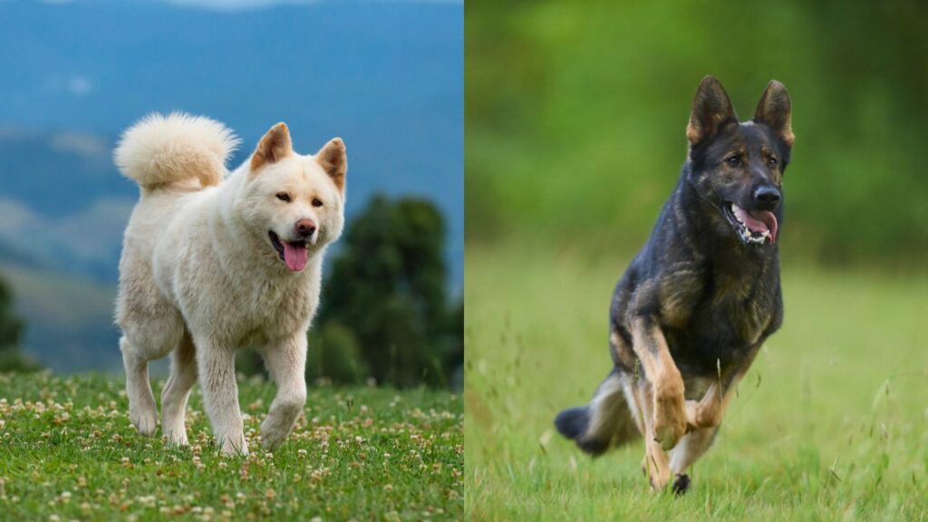 German Shepherd vs Akita