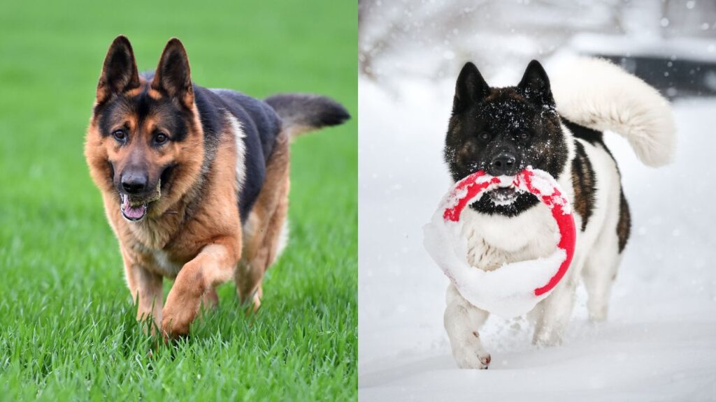 German Shepherd vs Akita playing