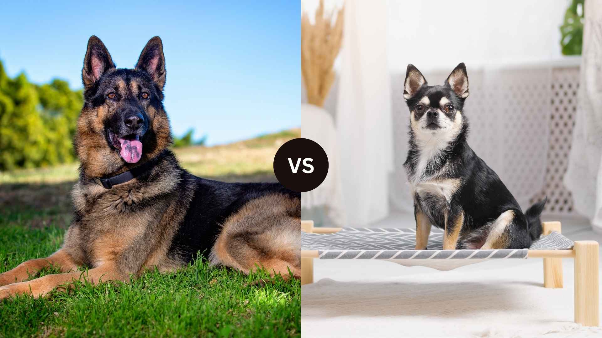 German Shepherd vs Chihuahua