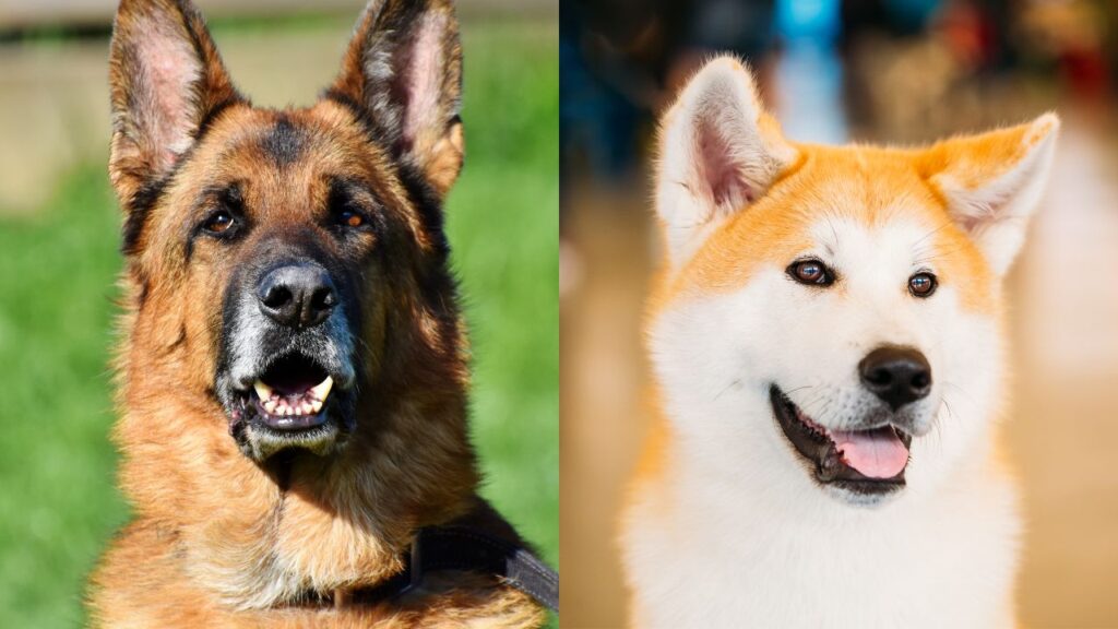 German Shepherd vs. Akita: