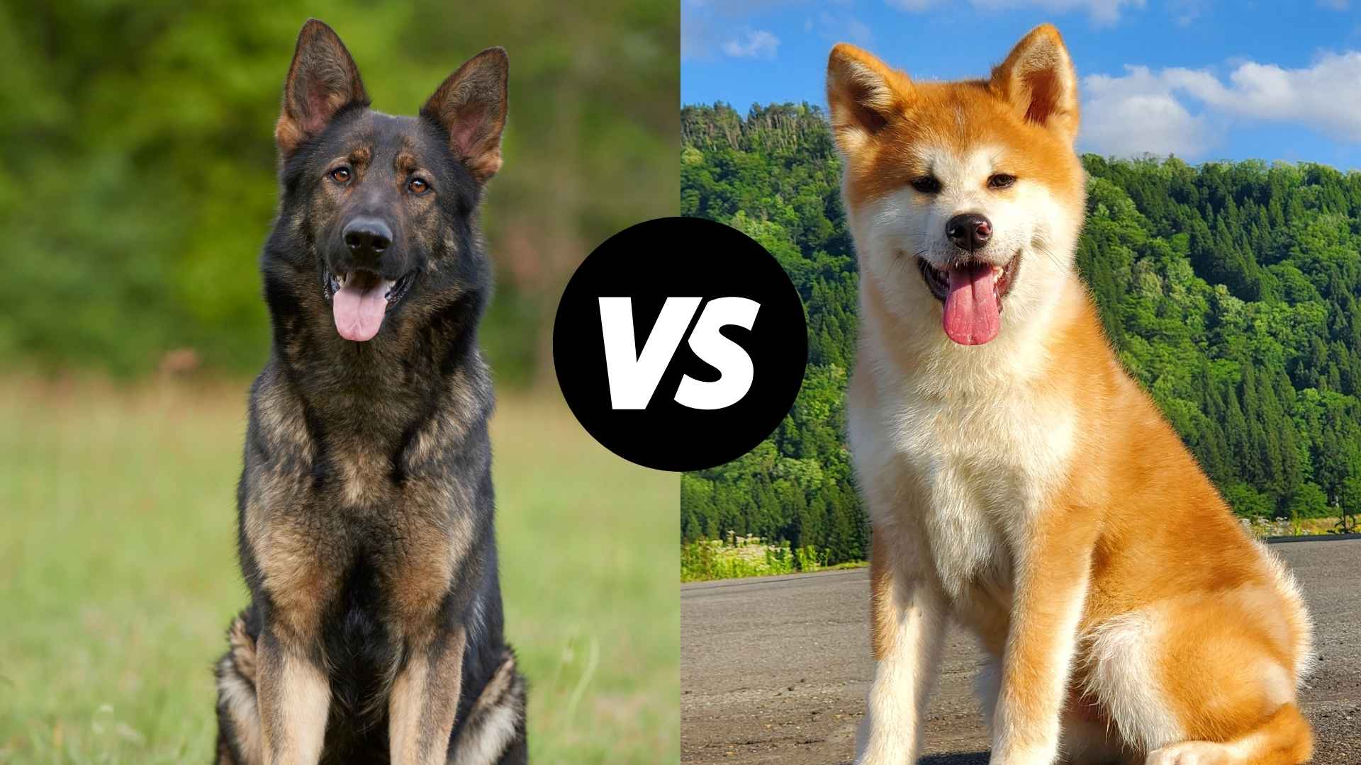 German Shepherd vs. Akita