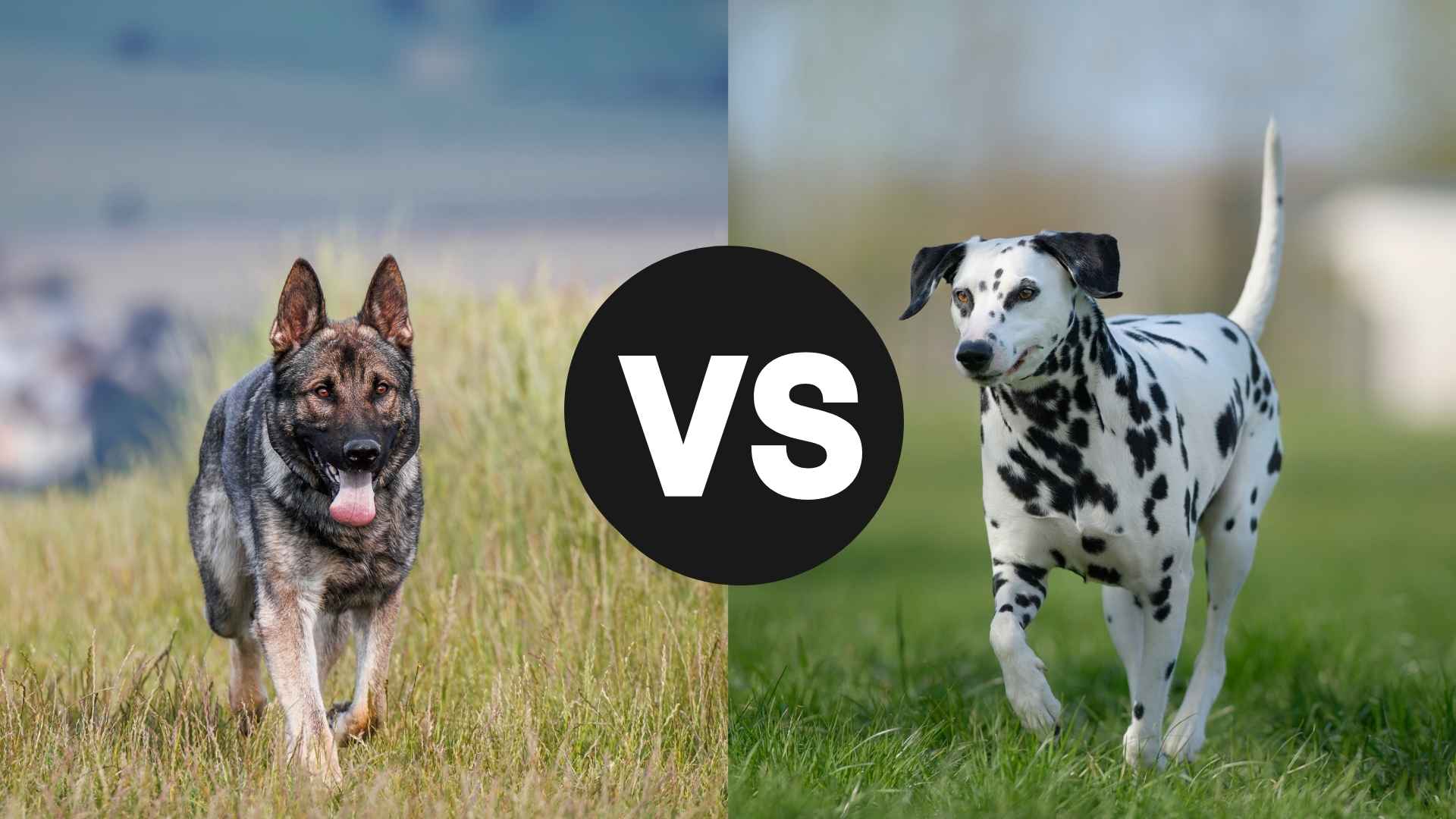 German Shepherd vs. Dalmatian