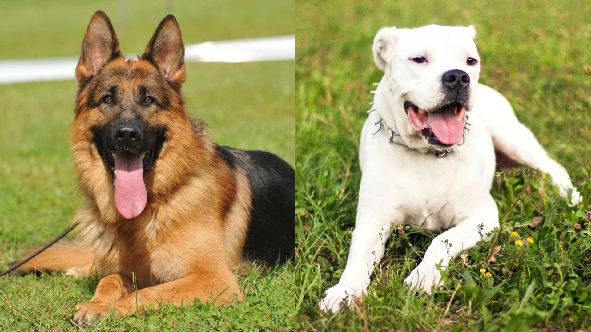 German Shepherd vs. Dogo Argentino