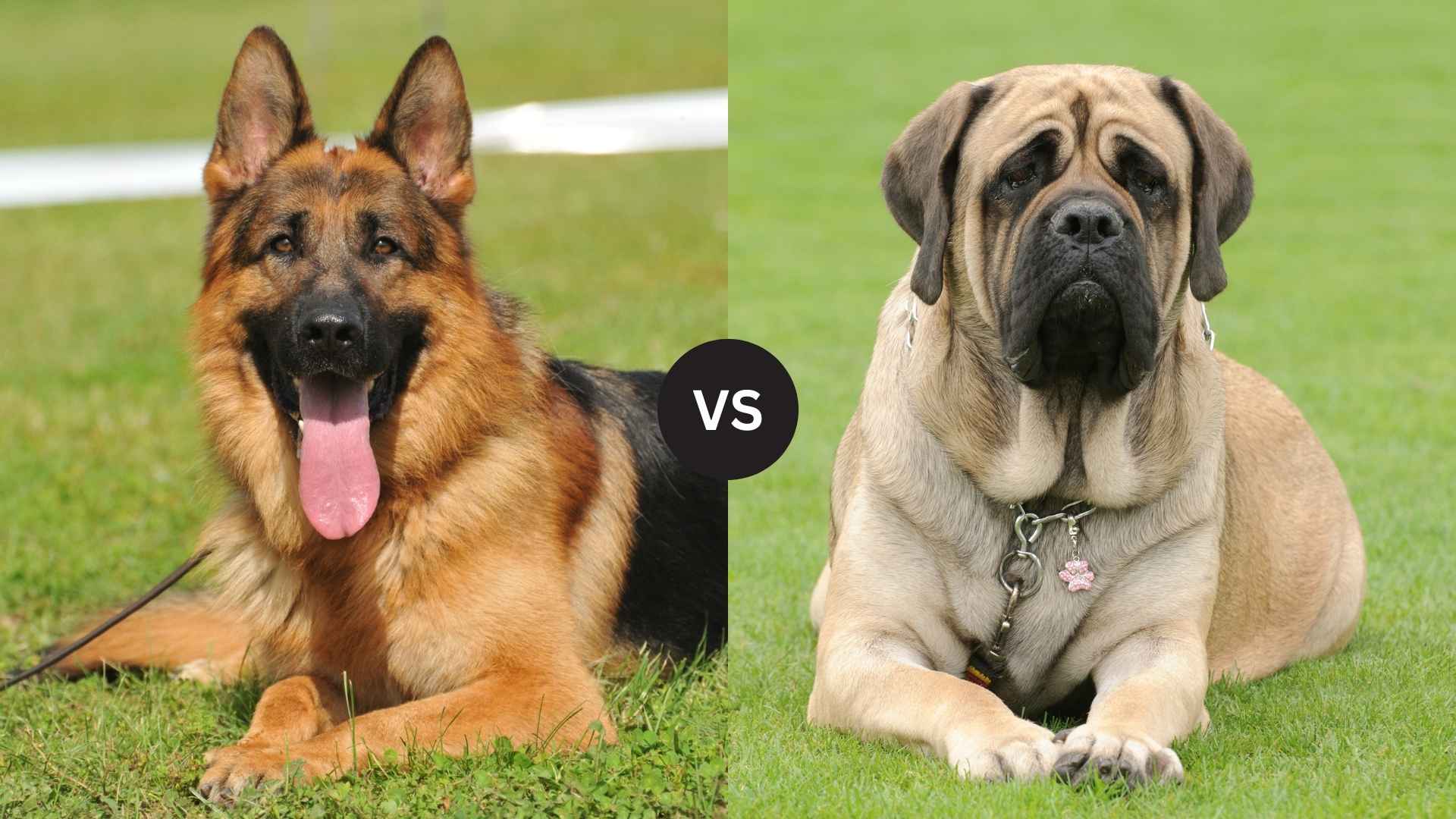 German Shepherd vs. English Mastiff