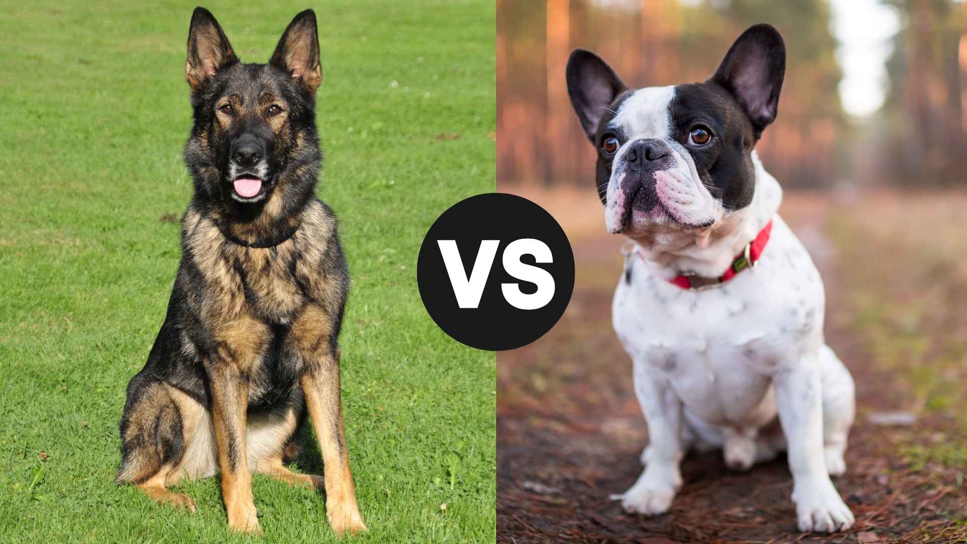 German Shepherd vs. French Bulldog