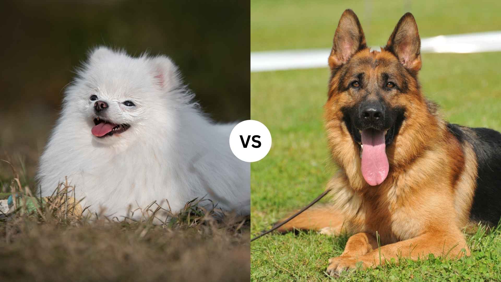 German Shepherd vs. Pomeranian