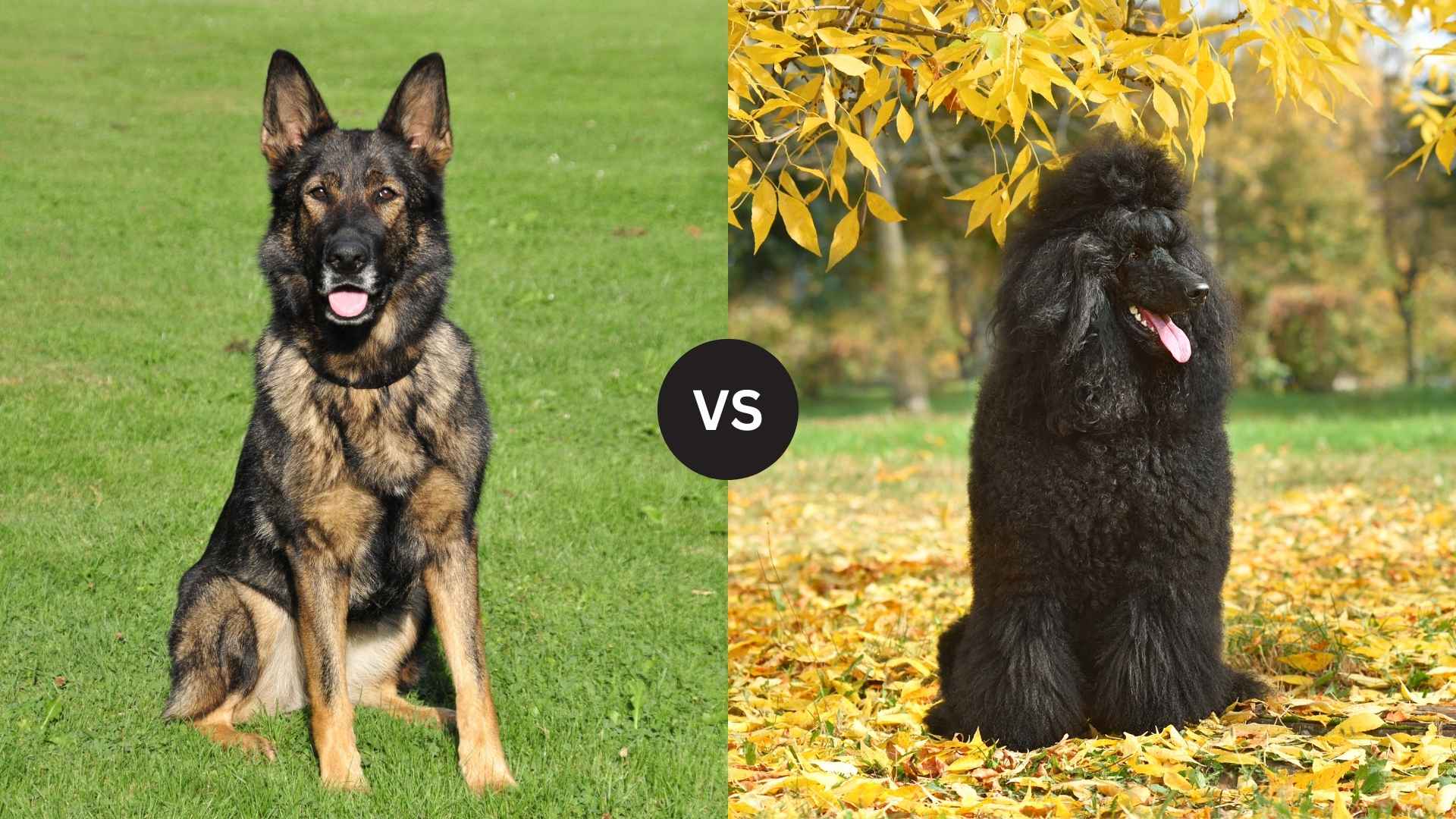 German Shepherd vs. Poodle