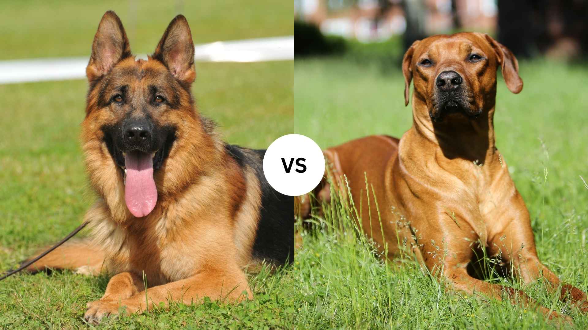 German Shepherd vs. Rhodesian Ridgeback