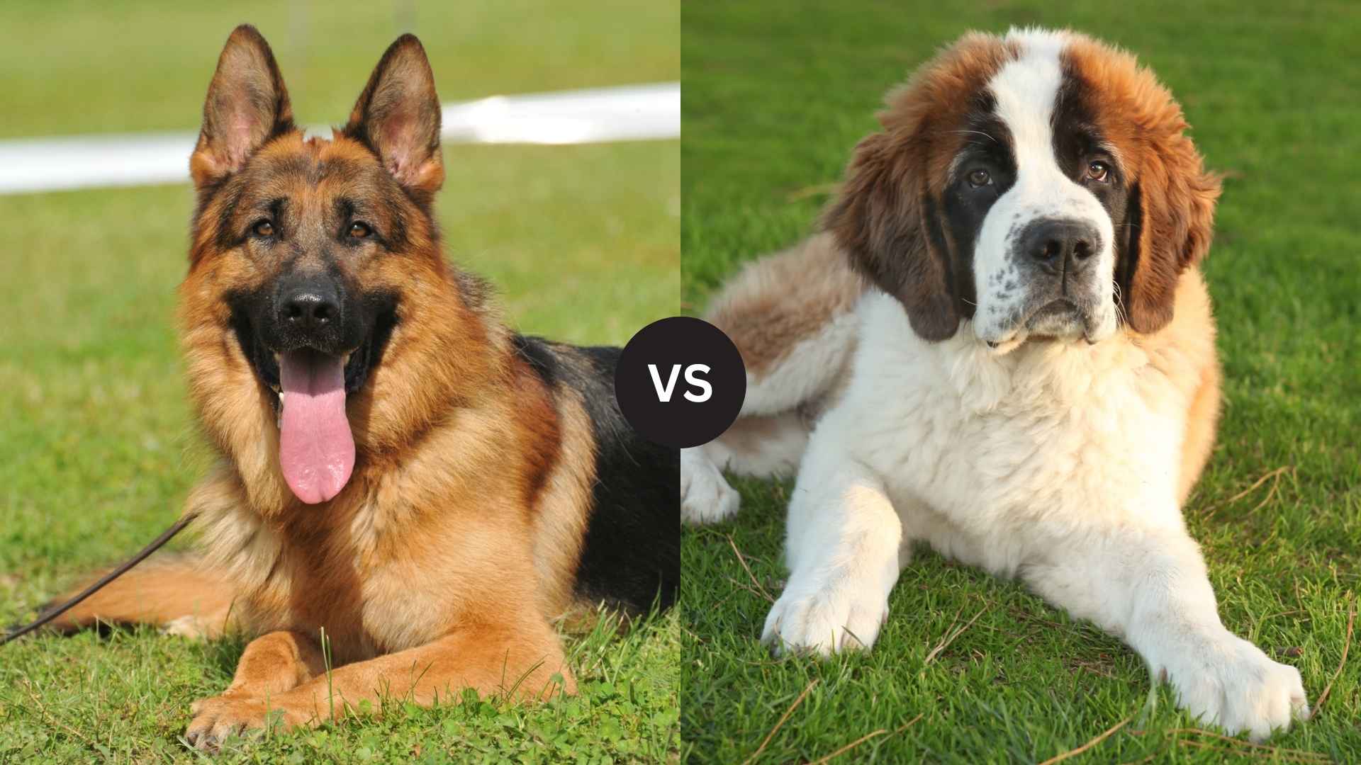 German Shepherd vs. Saint Bernard