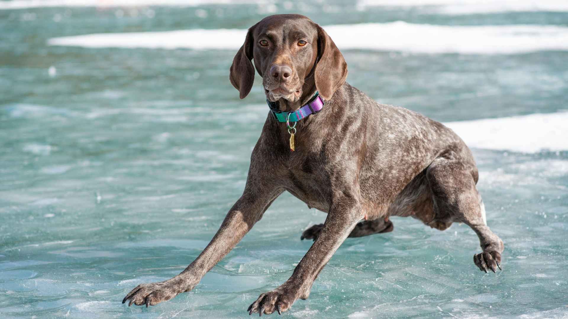 German Shorthaired Pointer