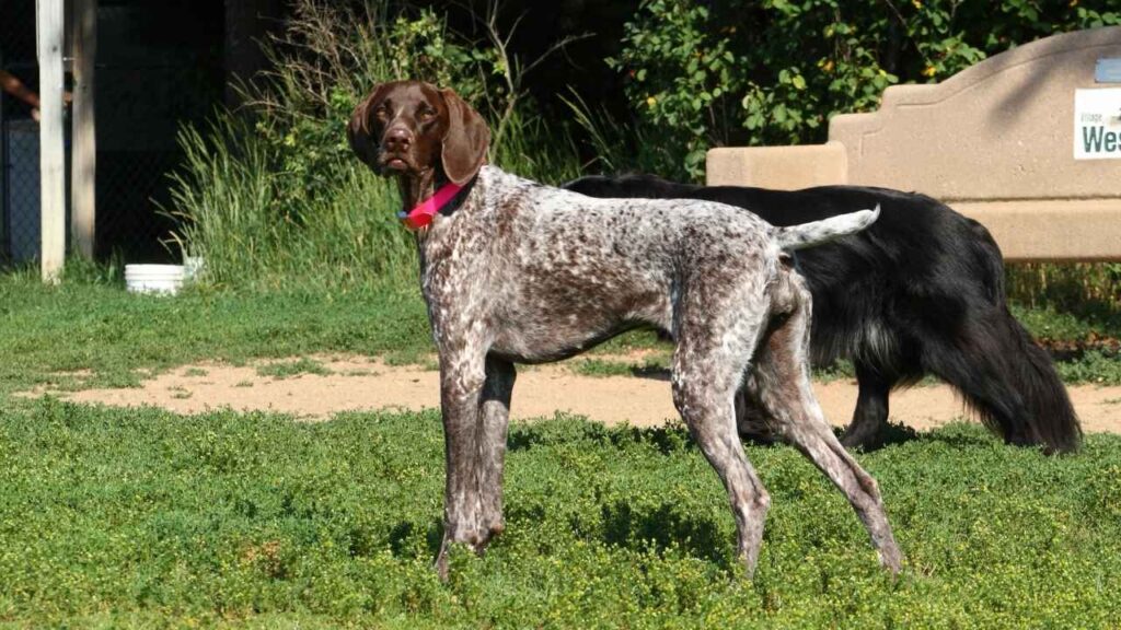 German Shorthaired Pointer