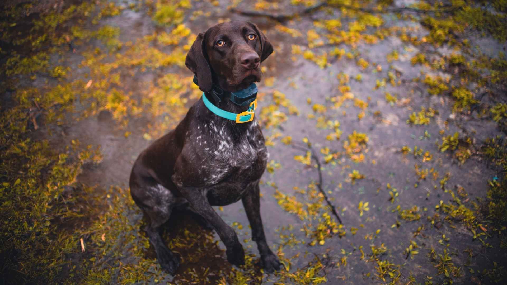 German Shorthaired Pointer