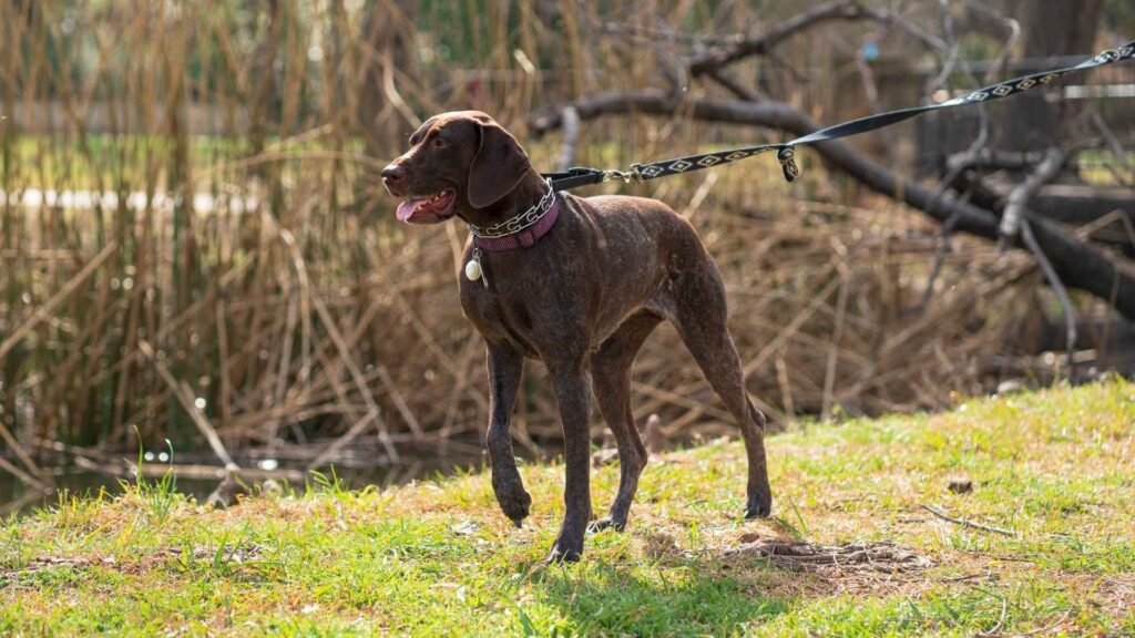 German Shorthaired Pointer