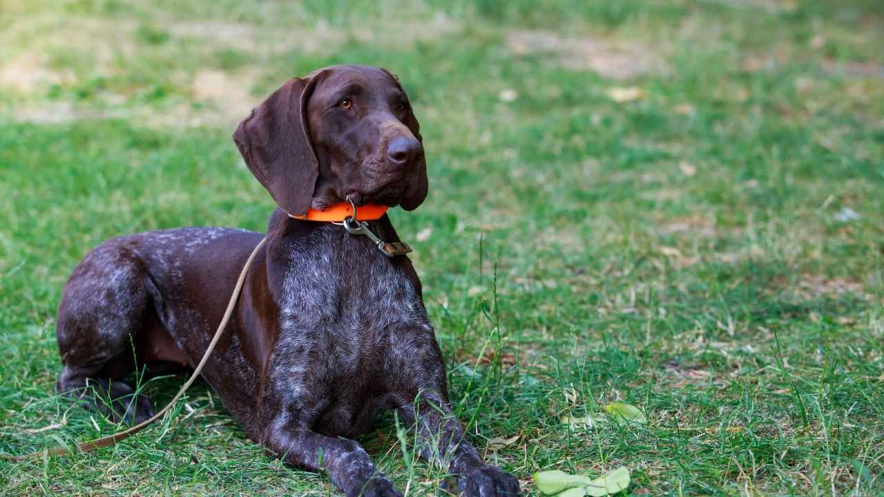 German Shorthaired Pointer