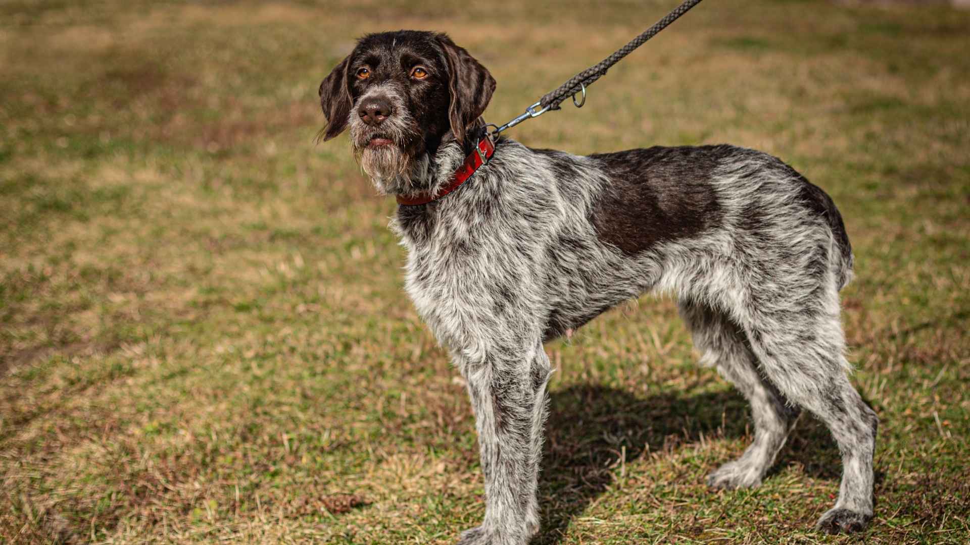 German Wirehaired Pointer