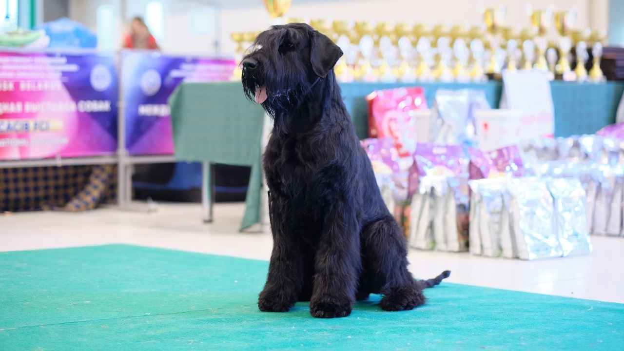 Giant Schnauzer