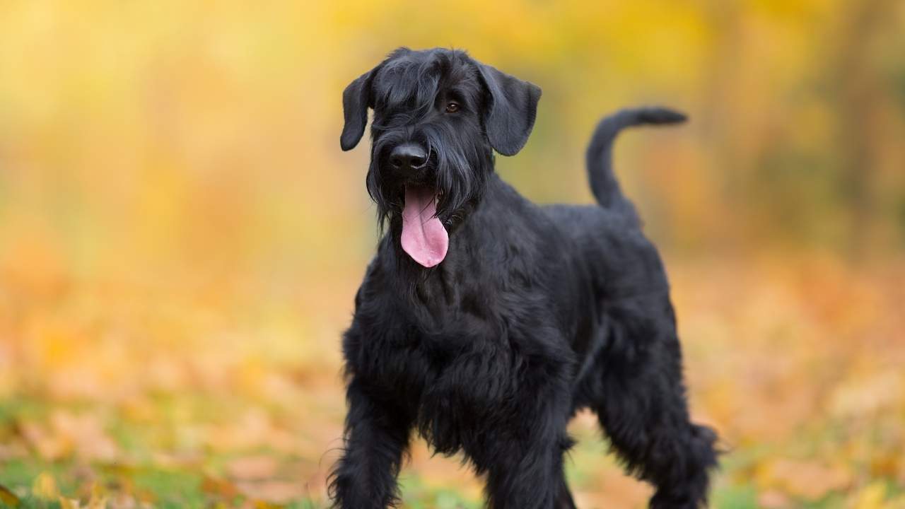 Giant Schnauzer