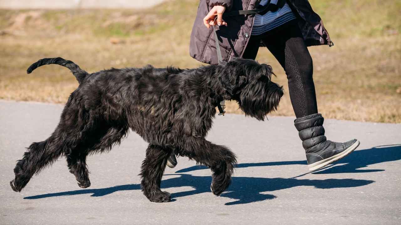 Giant Schnauzer