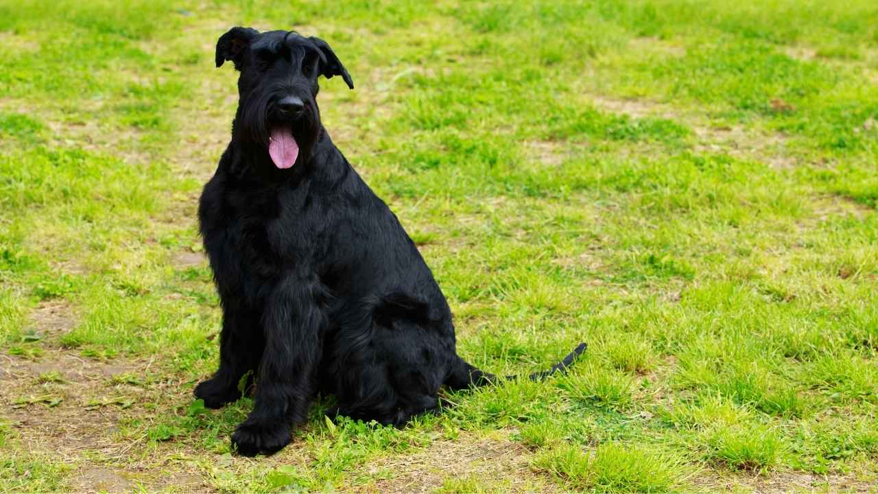 Giant Schnauzer