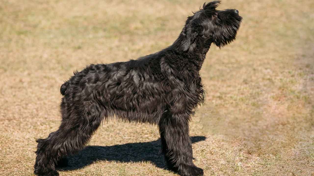 Giant Schnauzer