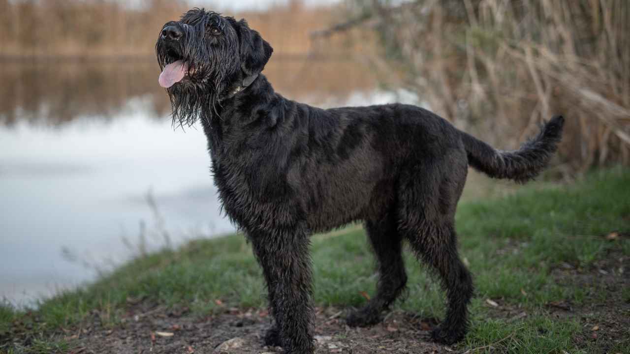 Giant Schnauzer