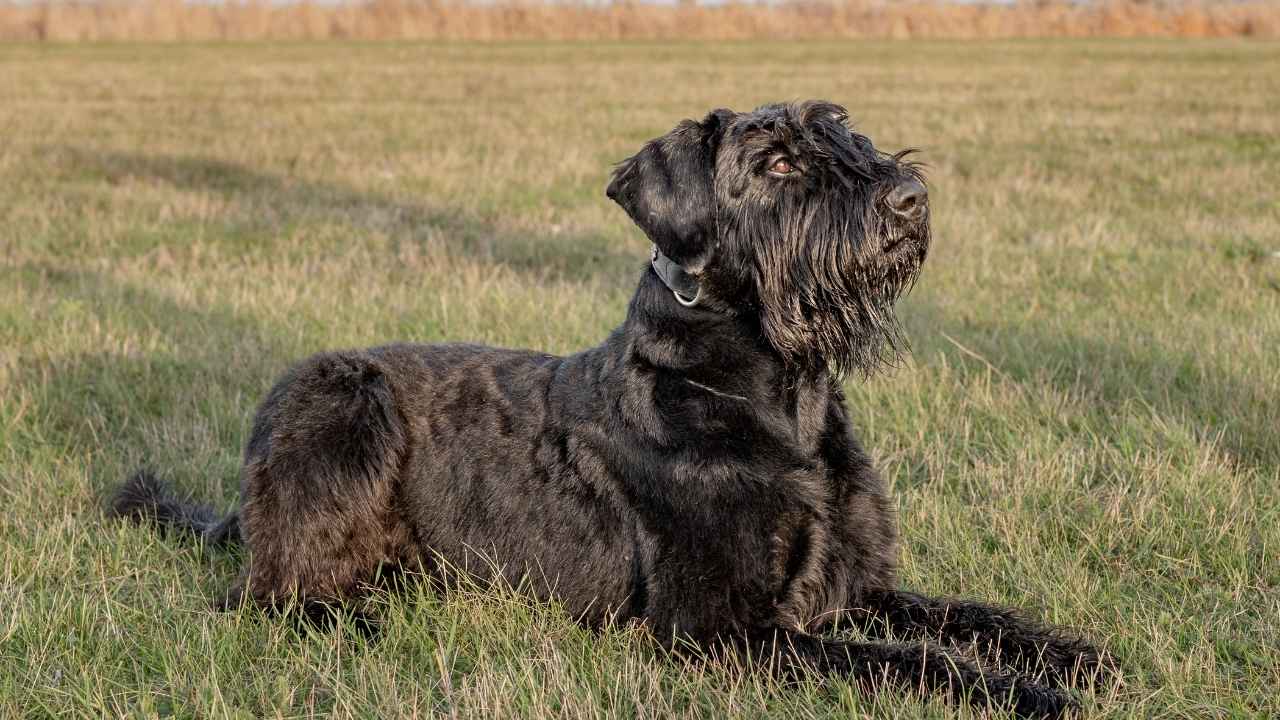 Giant Schnauzer