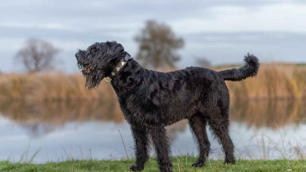 Giant Schnoodle