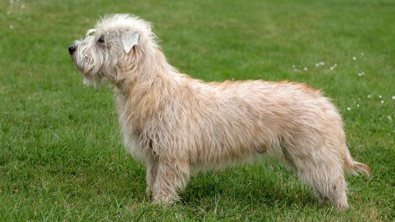 Glen of Imaal Terrier