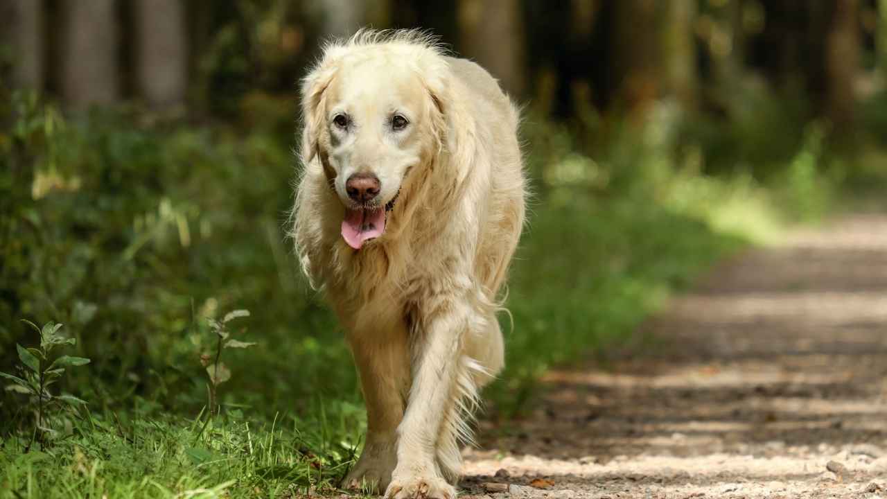 Golden Retriever