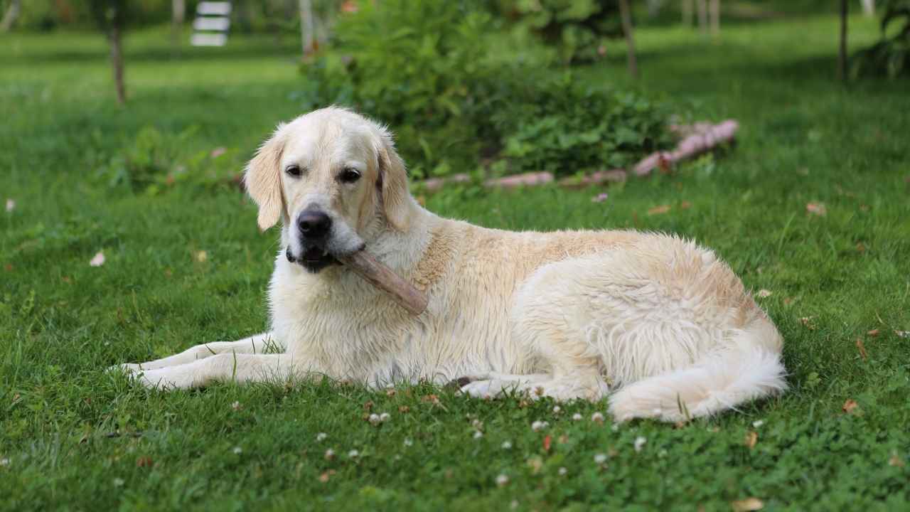 Golden Retriever