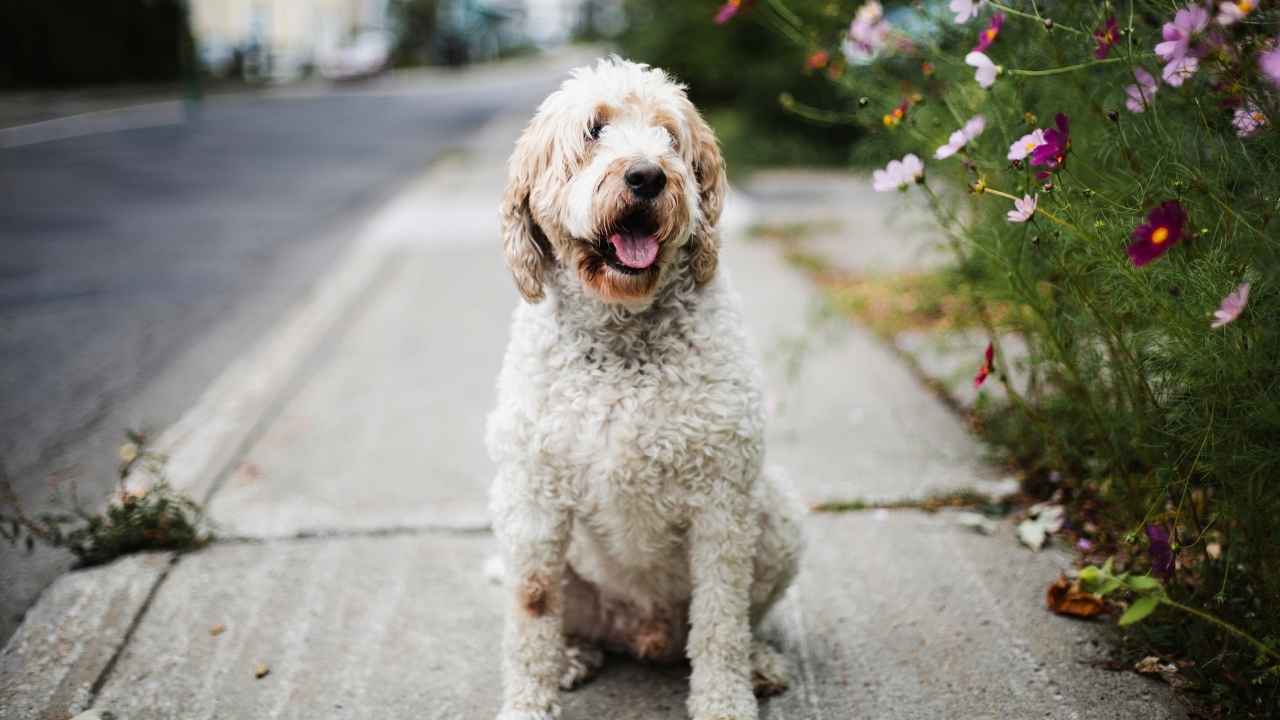 Goldendoodle