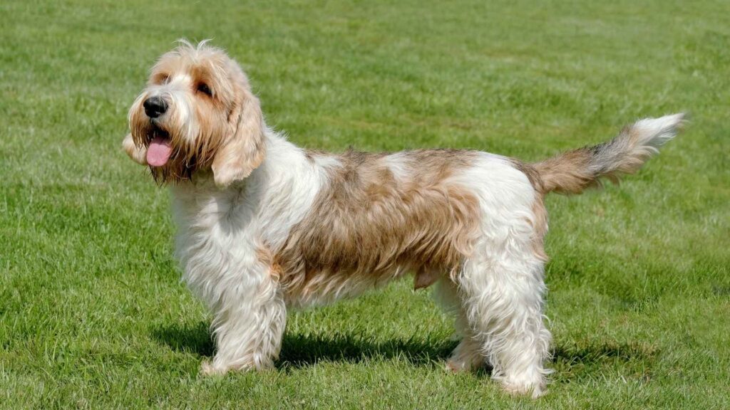 Grand Basset Griffon Vendeen