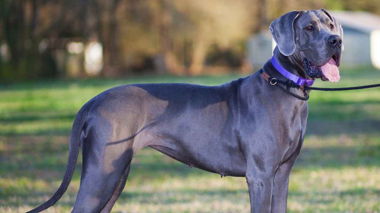 Great Dane