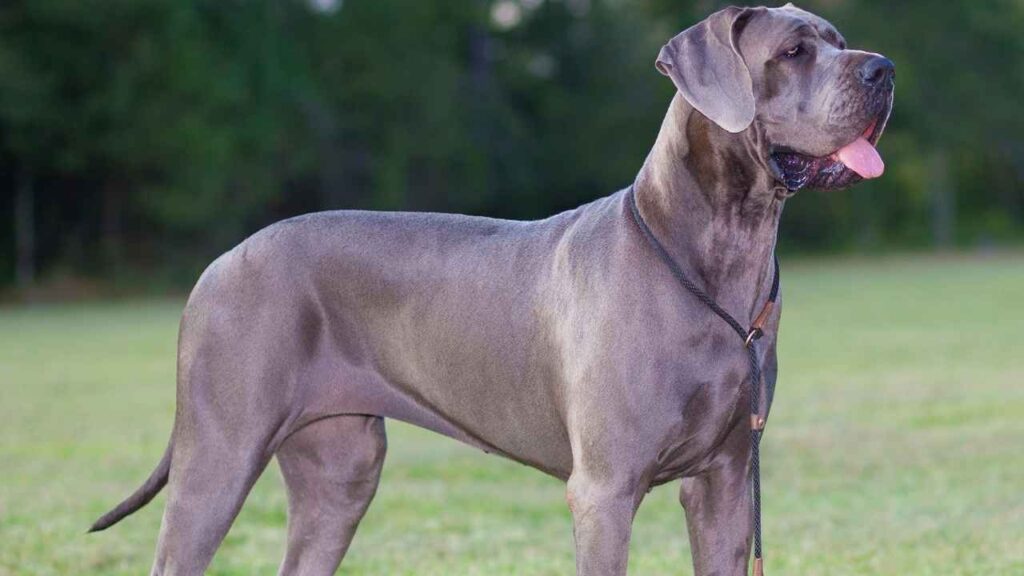 Great Dane