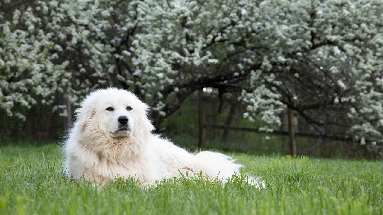 Great Pyrenees