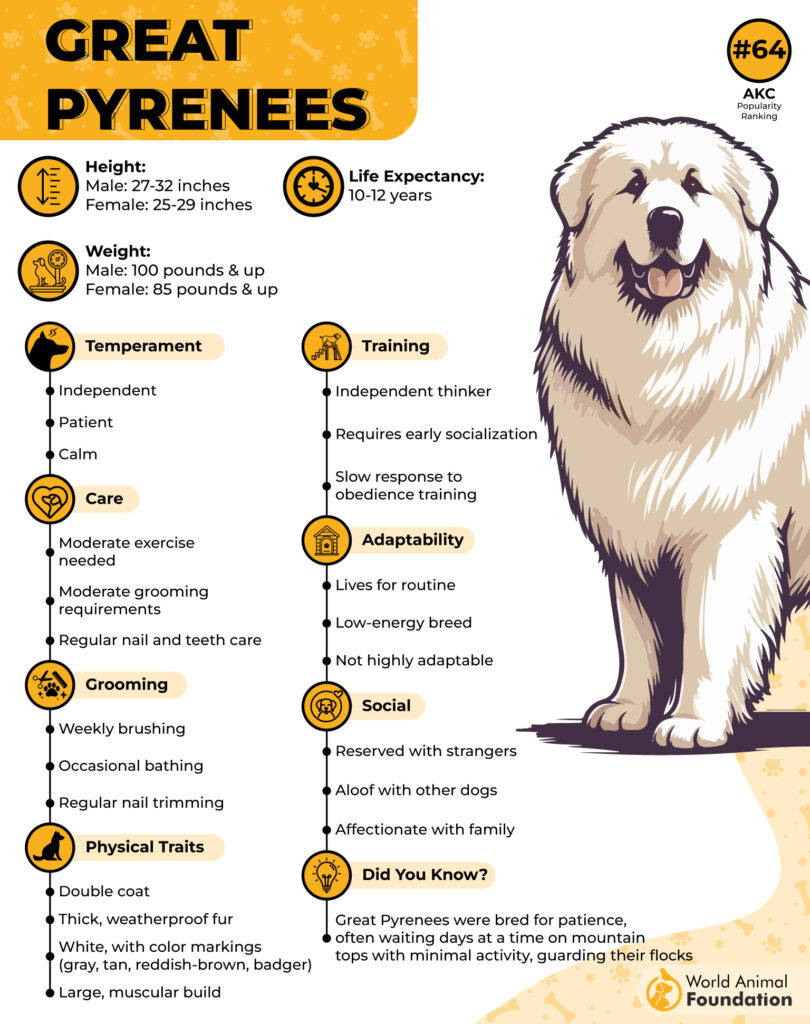 Great Pyrenees