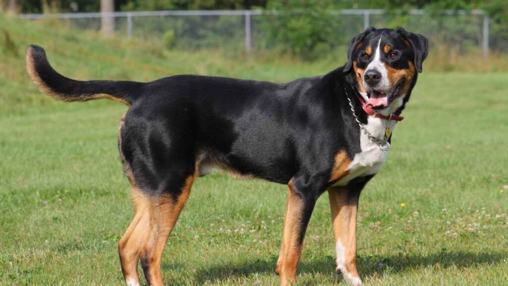 Swiss Mountain Dog