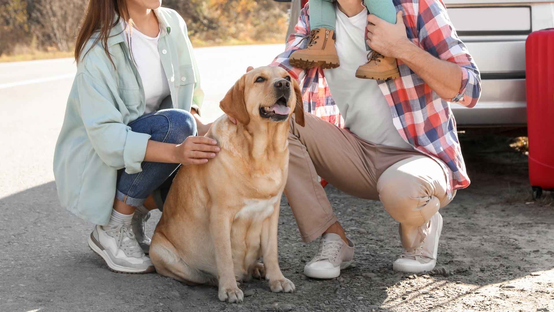 Guard Dog Breeds for Affectionate Protection and Family Safety