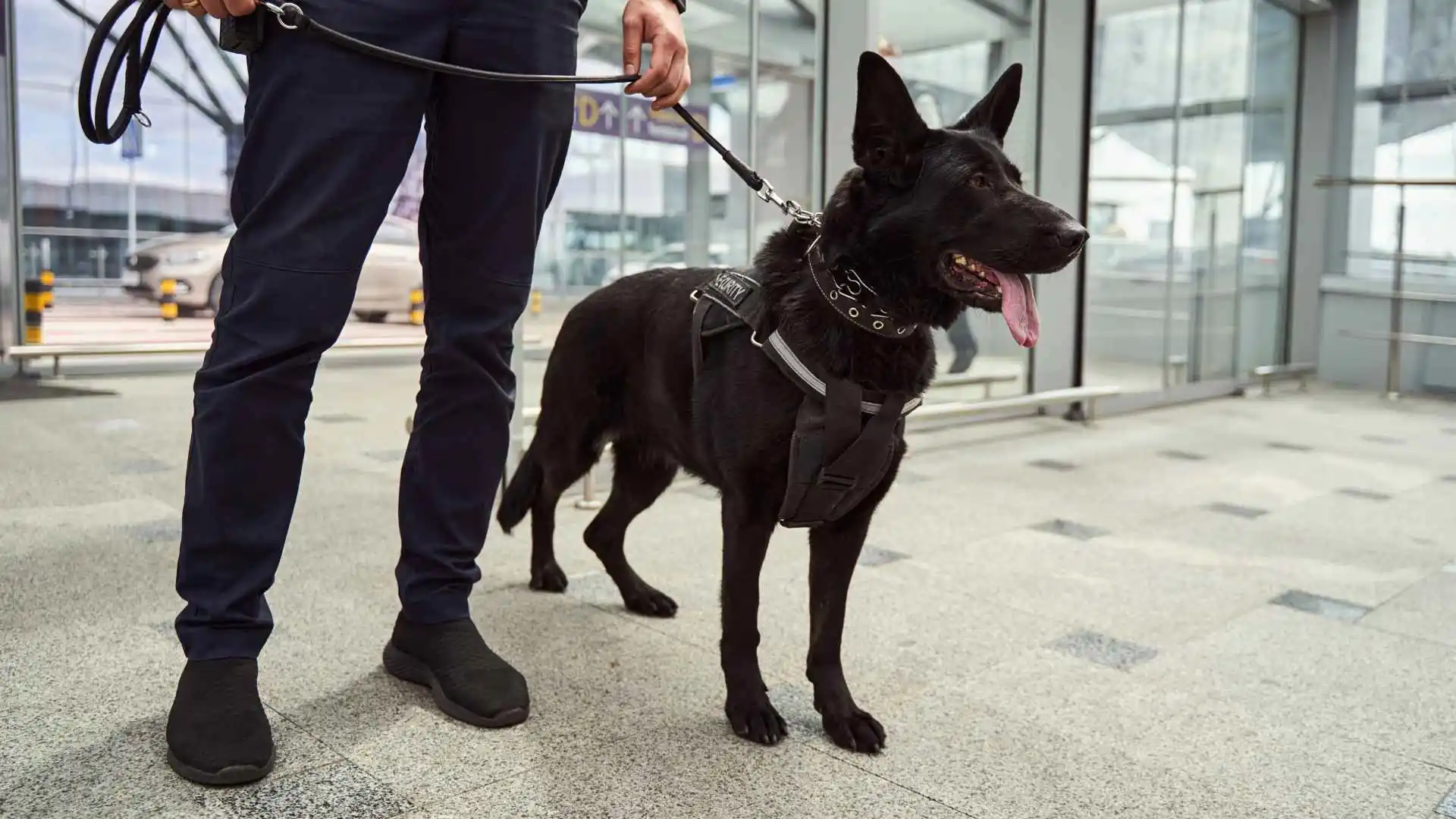 Guard Dog Breeds for Commercial Security 1