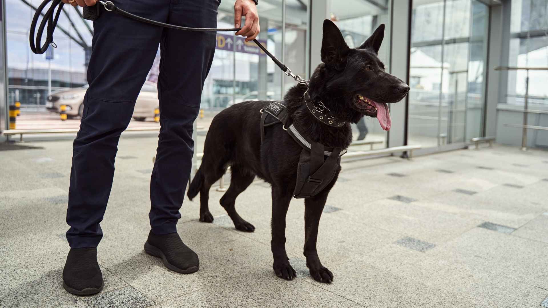 Guard Dog Breeds for Commercial Security