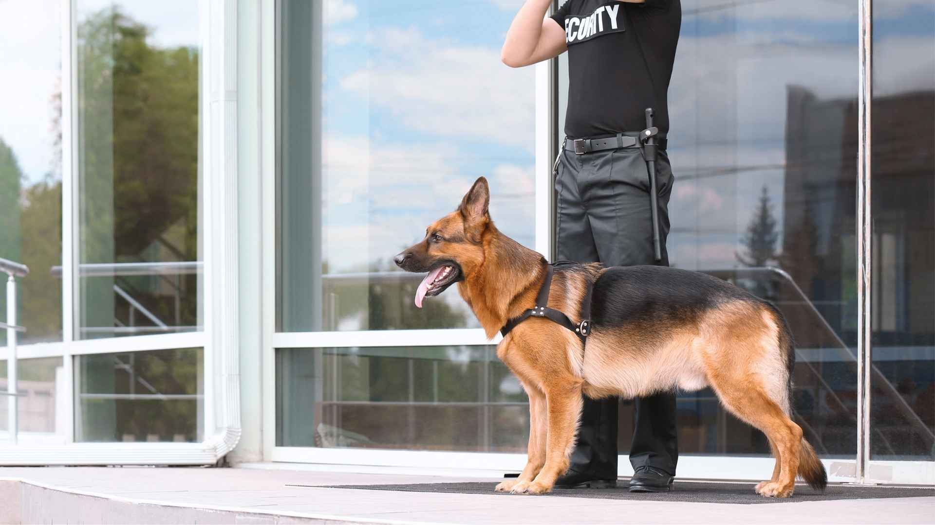 Guard Dog Breeds for Concert Security