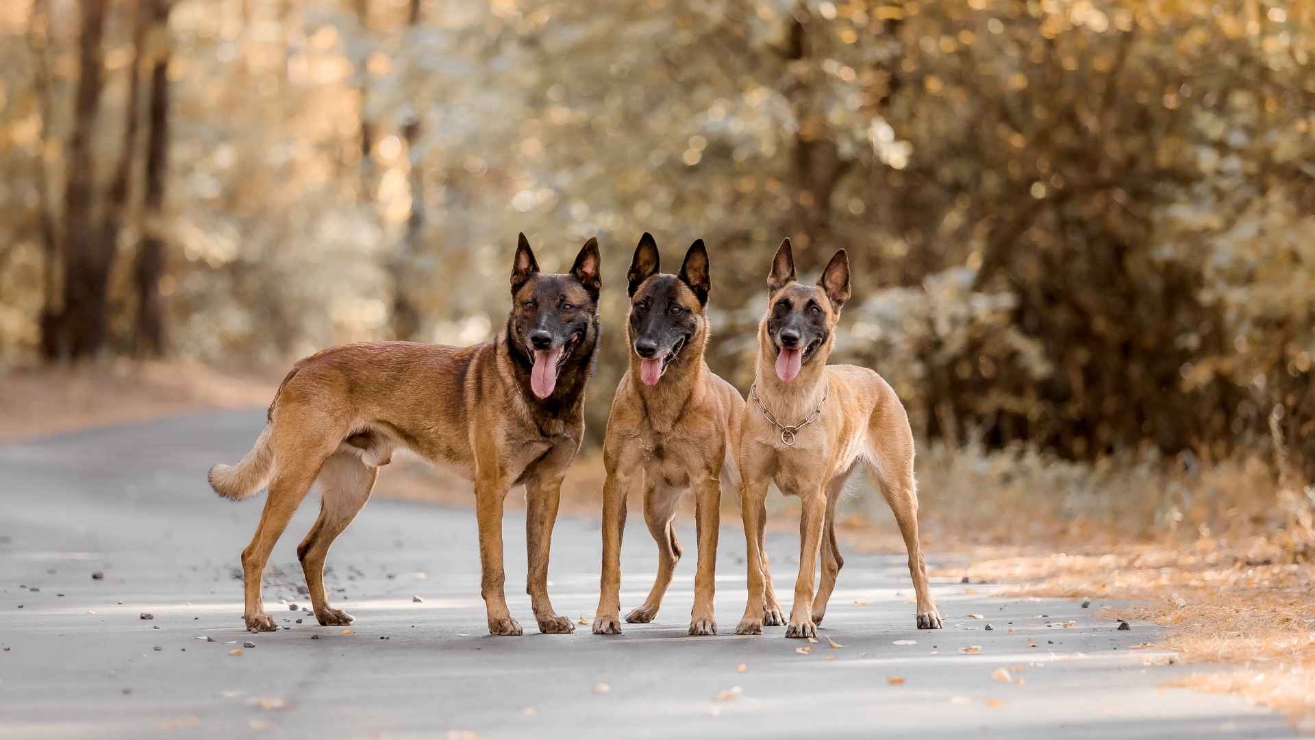 Guard Dog Breeds for Emergency Evacuation Zones 2