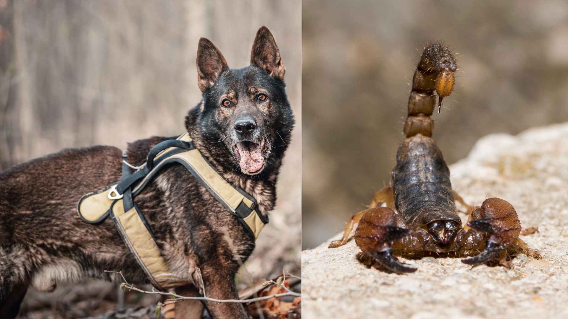 Guard Dog Breeds for Protection Against Scorpions