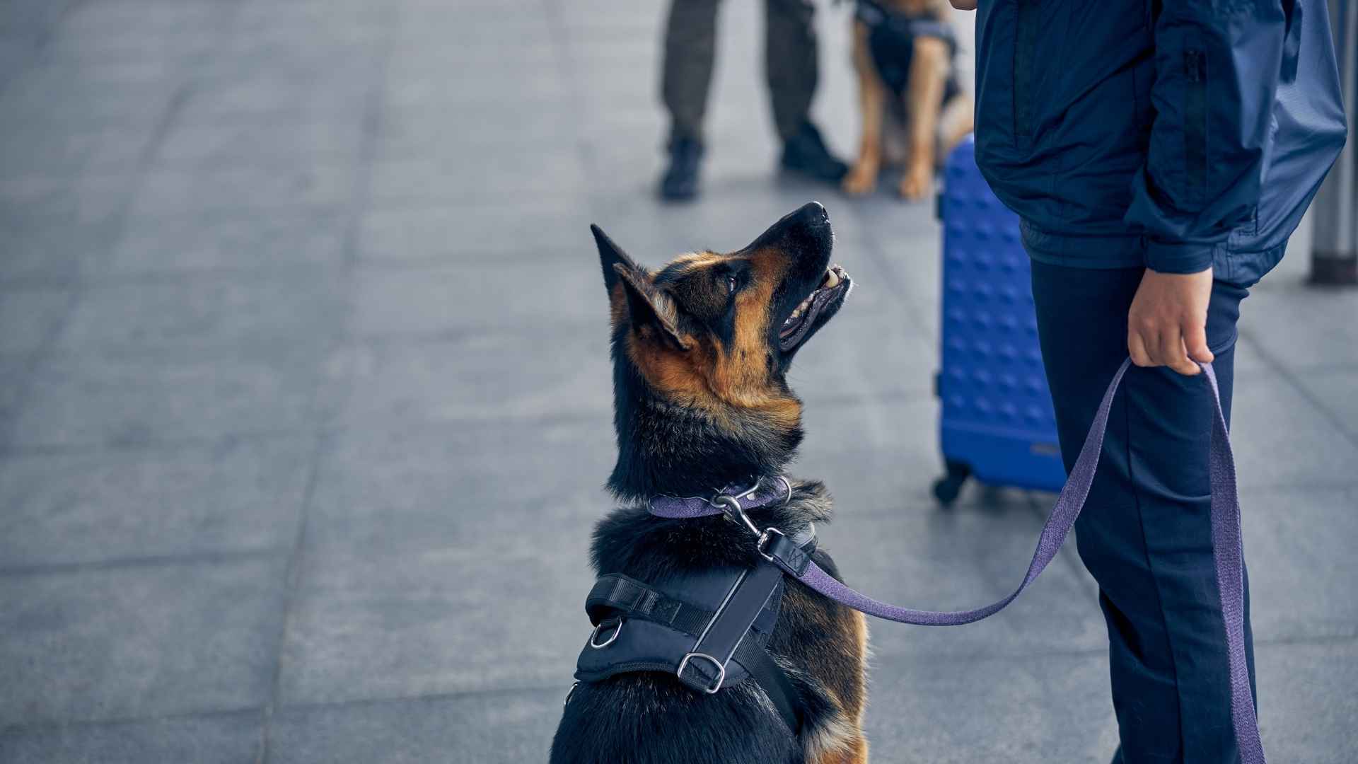 Guard Dog Breeds for Warehouse Guarding