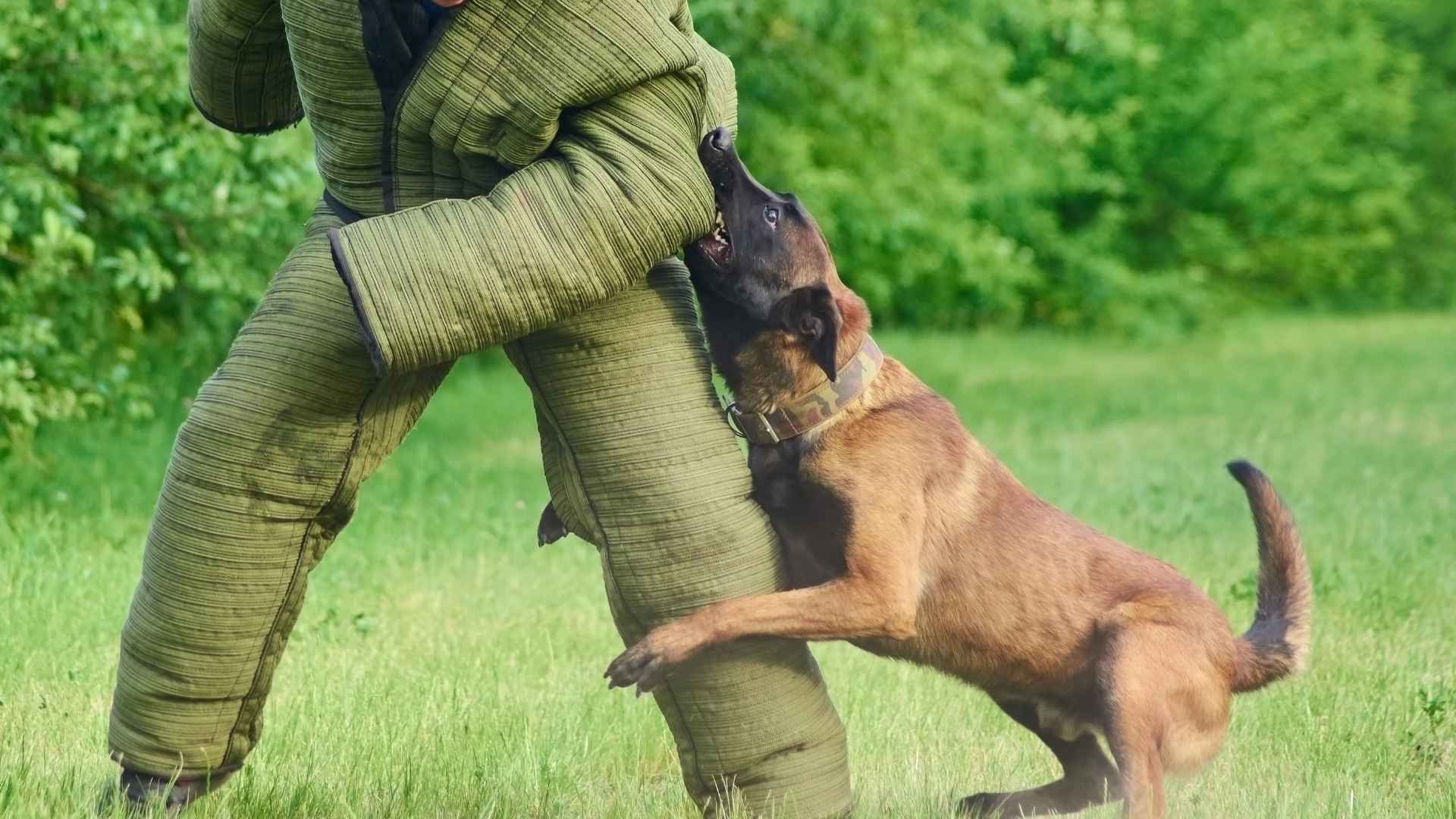 Guard Dog Breeds with a Strong Bite Force