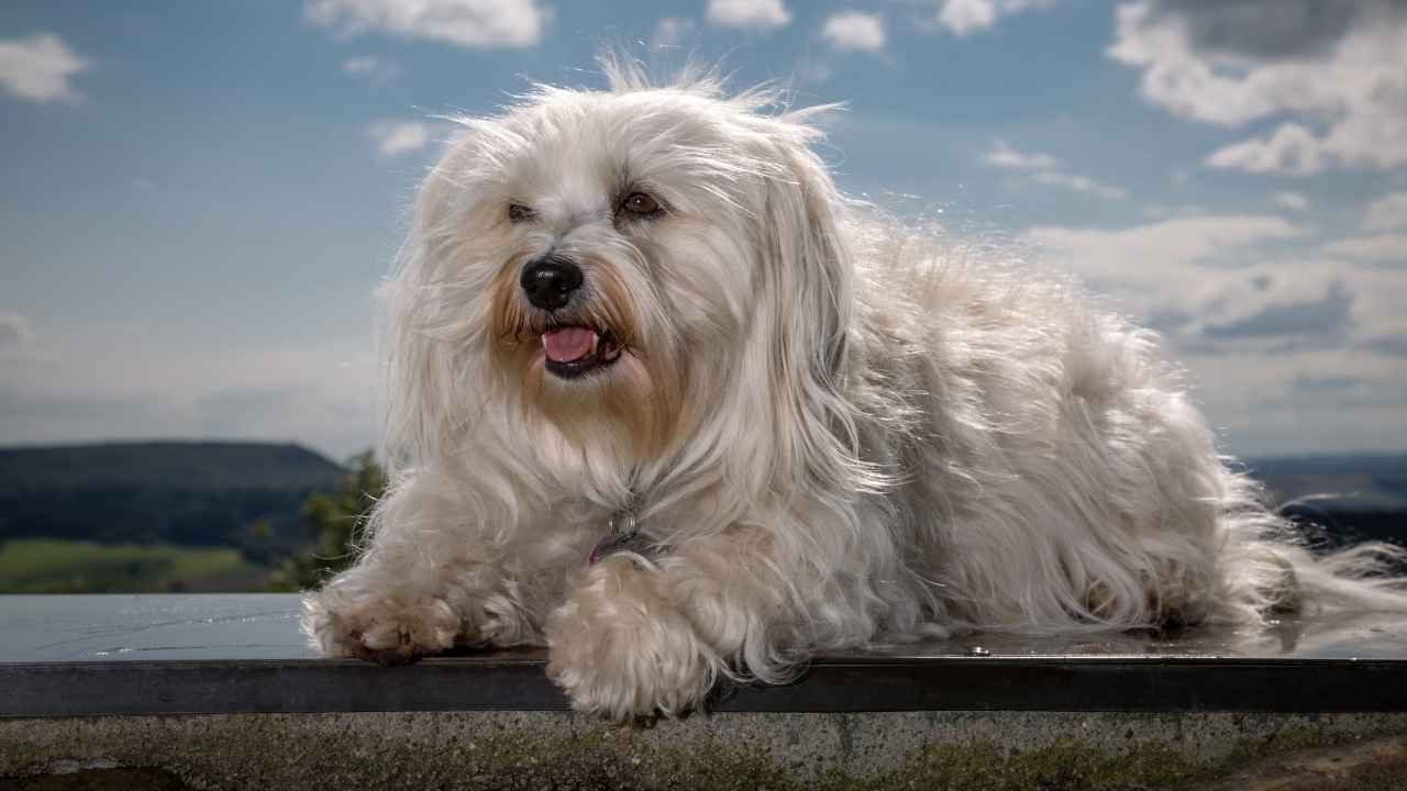 Havanese