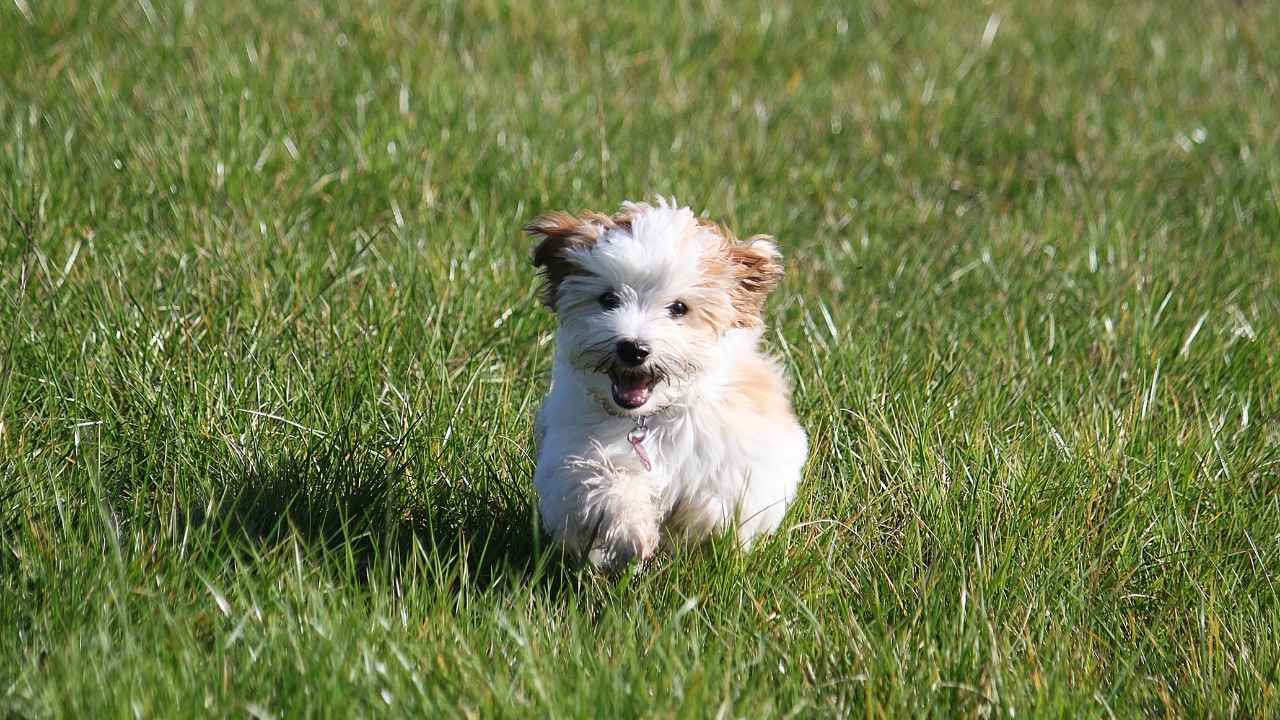 Havanese