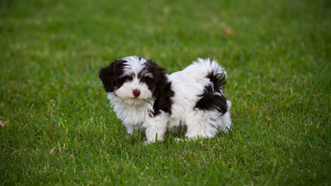 Havanese