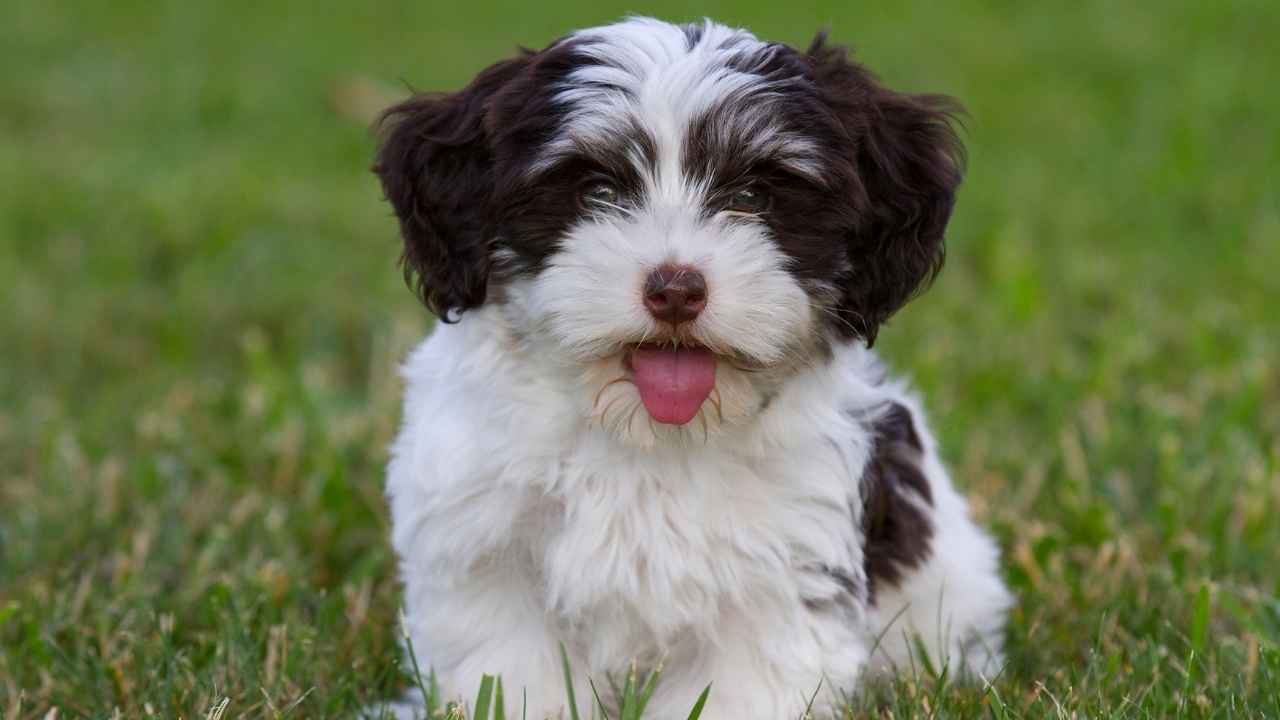 Havanese