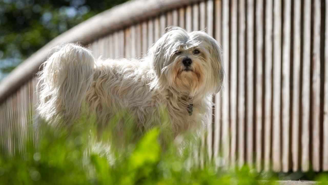 Havanese